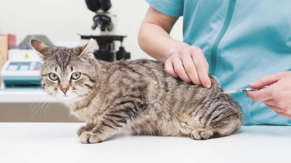 Registraron un caso de rabia felina en la provincia de Buenos Aires.