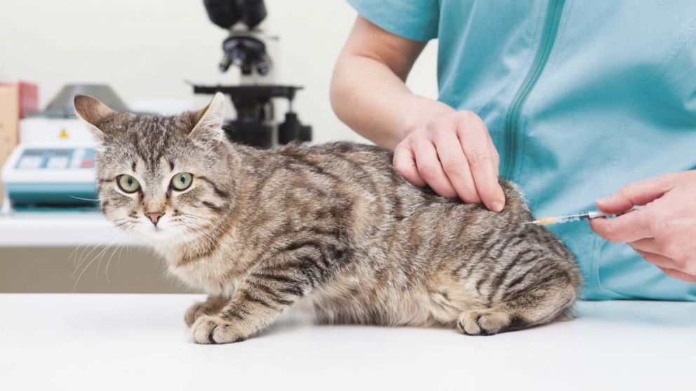 Registraron un caso de rabia felina en la provincia de Buenos Aires.