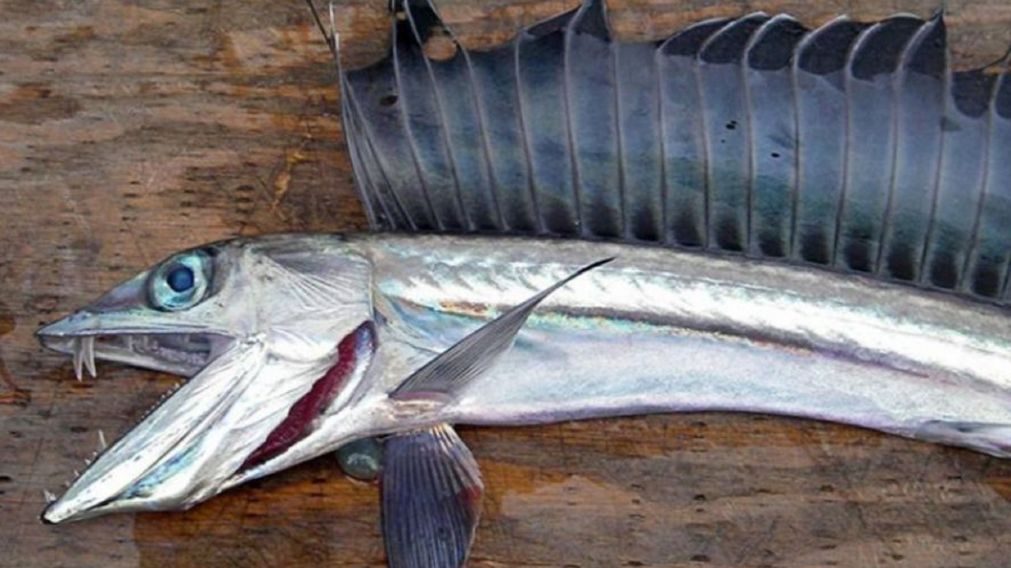 Peces caníbales invaden la costa de Oregón, Estados Unidos (NOAA).