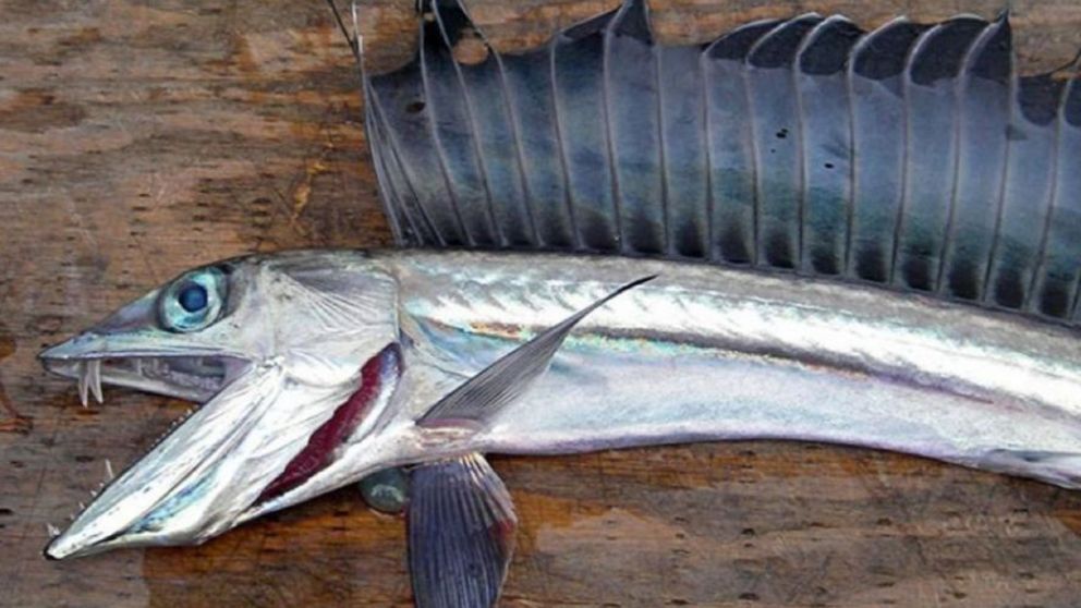 Peces caníbales invaden la costa de Oregón, Estados Unidos (NOAA).