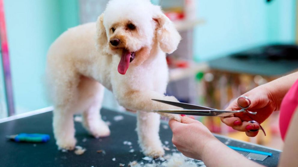 Peluquería canina y muerte: llevó a su caniche para que le corten el pelo y se lo devolvieron agonizando.