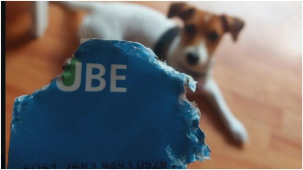 La impactante reacción del dueño de una mascota.