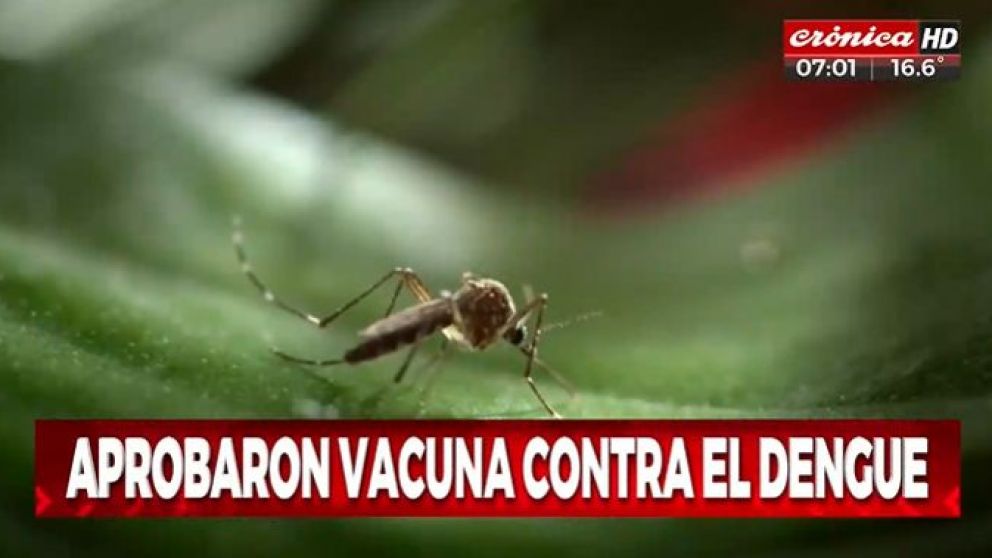 Aprobaron vacuna contra el dengue: ¿cuándo llega al país?