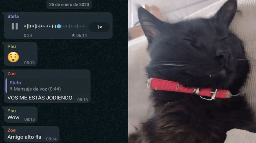 Encontró a su gato muerto, y se llevó una sorpresa terrible a las pocas horas.