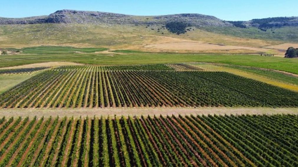 PreViaje: Balcace, la localidad bonaerense que se destaca por sus nuevos viñedos.