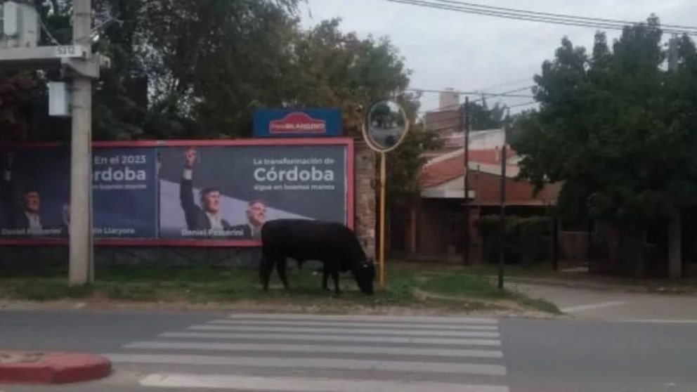El animal fue visto al mediodía por la avenida Recta Martinolli al 8.900.