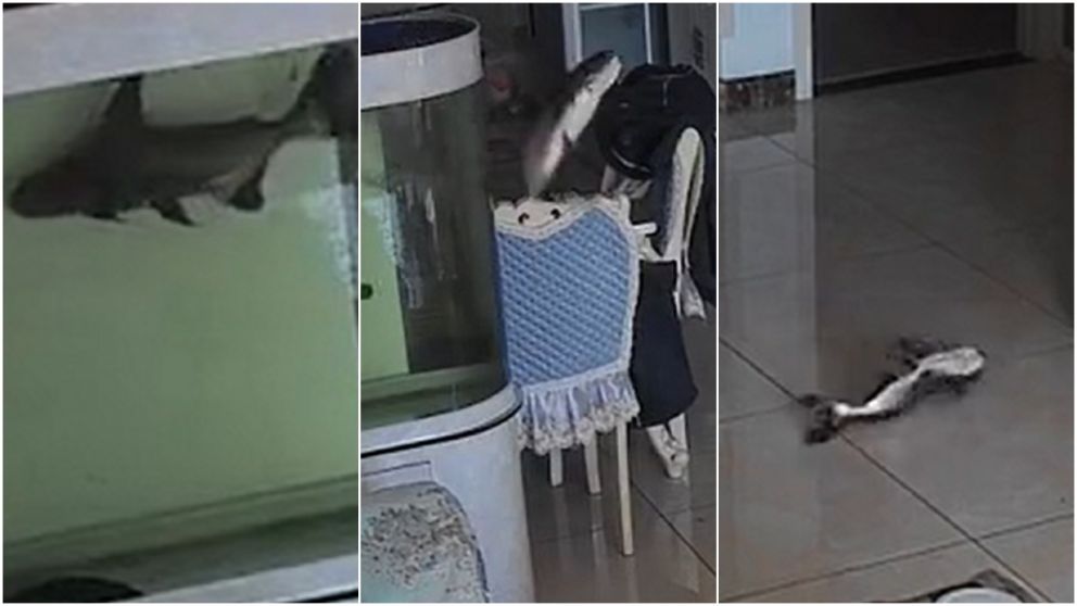 Pez "poseído" se lanzó al vacío para morir.