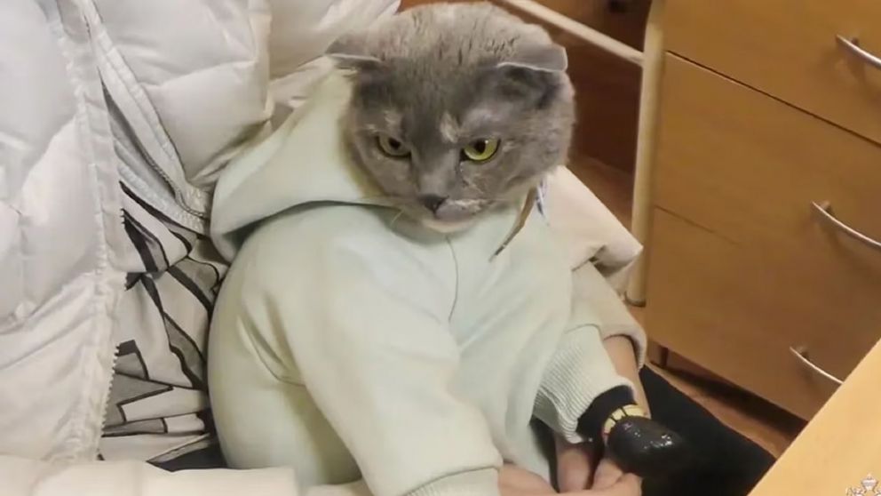 Disfrazó a un gato de bebé para poder vender droga (Ministerio del Interior de Rusia).