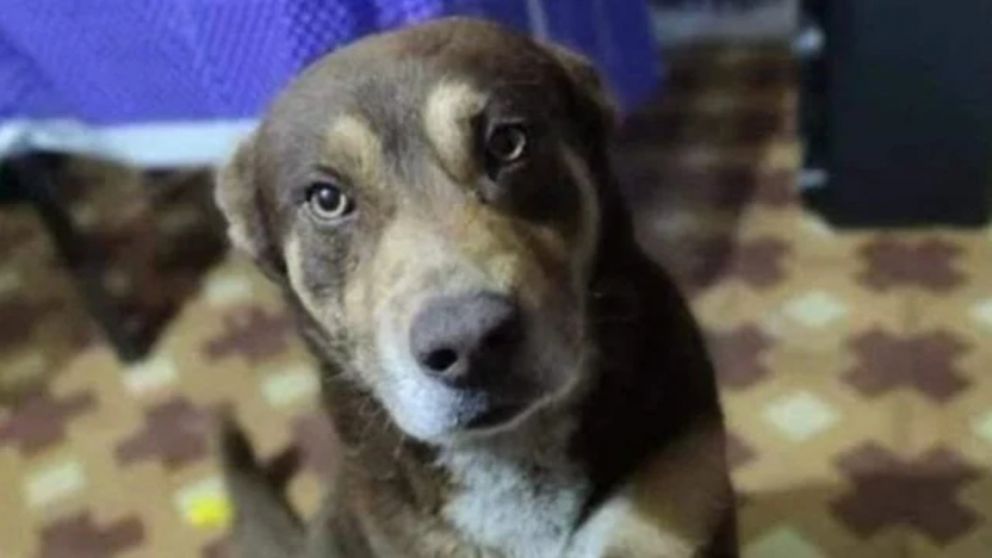 Un hombre apuñaló a un perro hasta matarlo y fue condenado a 18 meses de prisión (Imagen redes sociales).