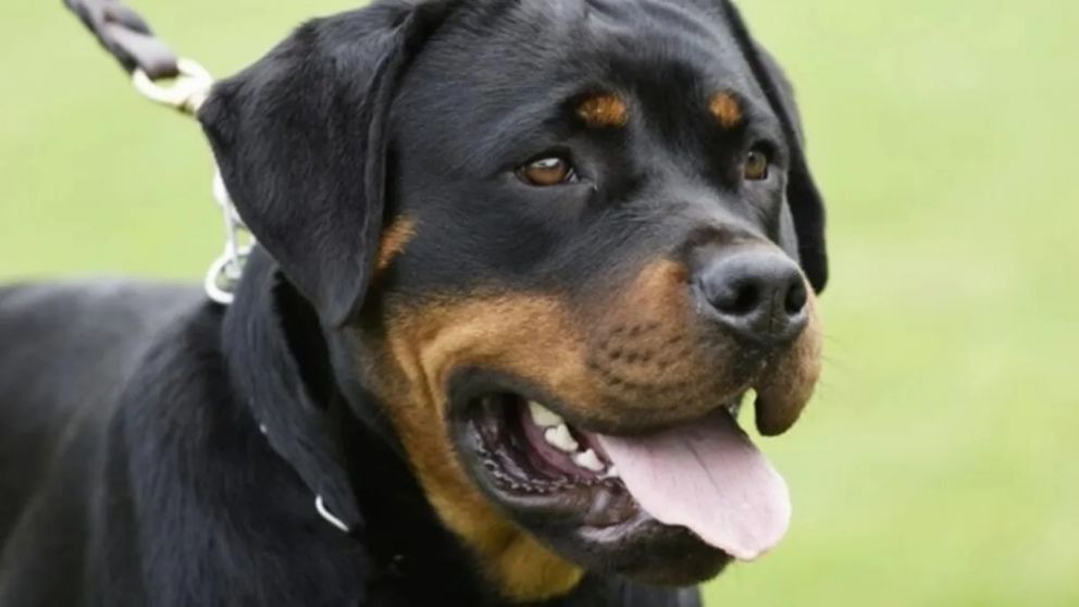Un nene se encuentra en grave estado tras ser atacado por tres rottweiler (Imagen ilustrativa).