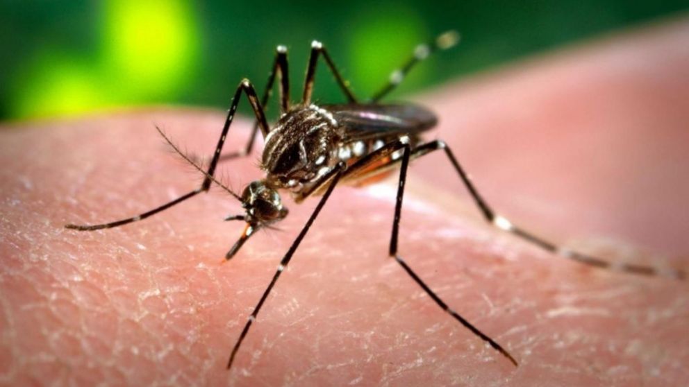 Preocupa la enorme cantidad de casos de dengue en distintas provincias del país.