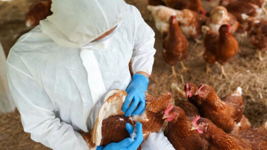Senasa confirmó 2 casos nuevos de influenza aviar en aves de traspatio.