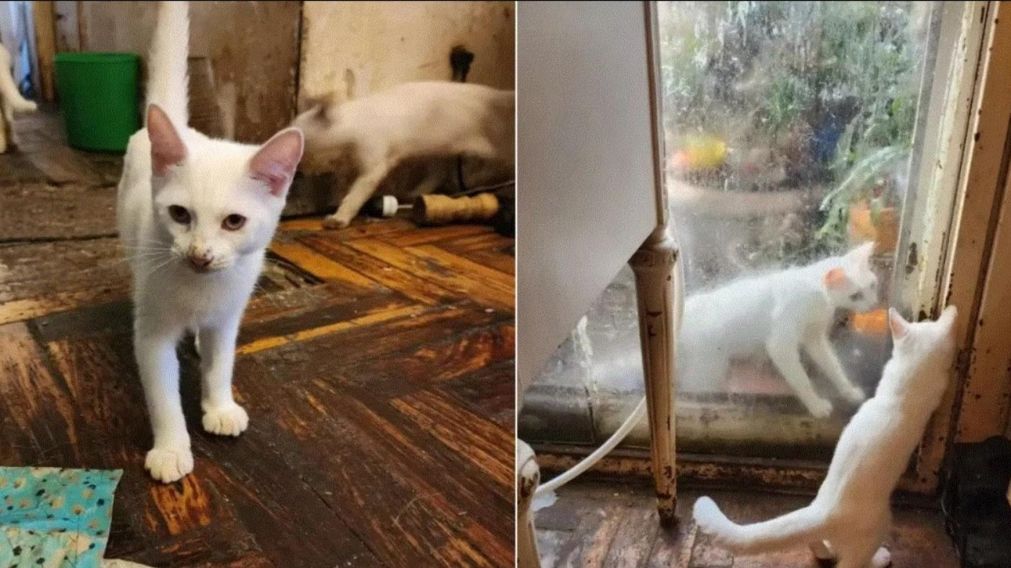 El escalofriante hallazgo tuvo lugar en un edificio situado en el barrio porteño de Villa Crespo.