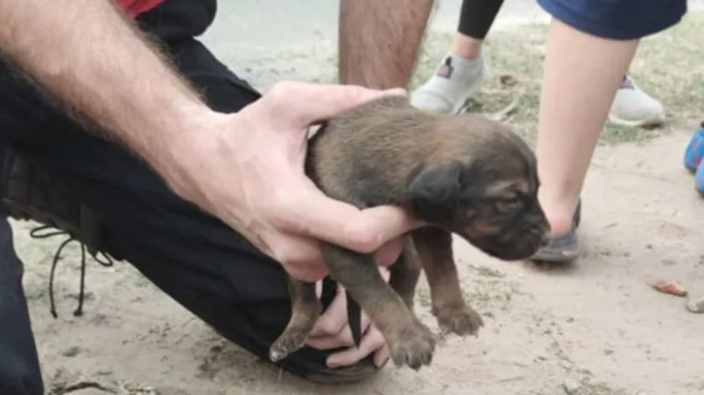 Al llegar al lugar, los rescatistas pudieron comprobar el estado de los cachorros e iniciaron un operativo para sacarlos.
