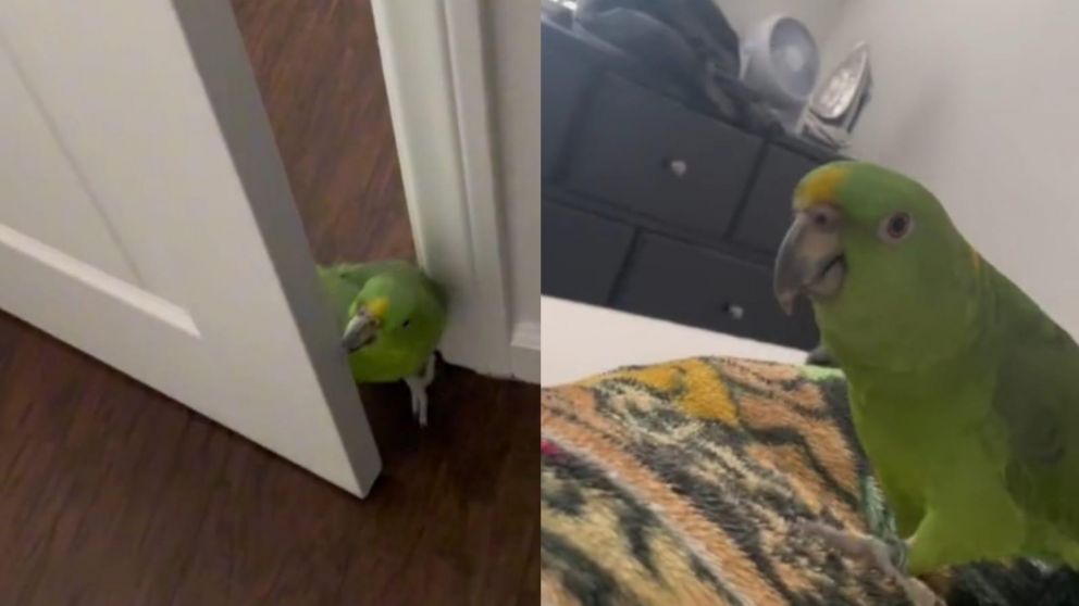 En TikTok, un usuario mostr� c�mo su loro entr� a habitaci�n para despertarlo y mandarlo a trabajar.