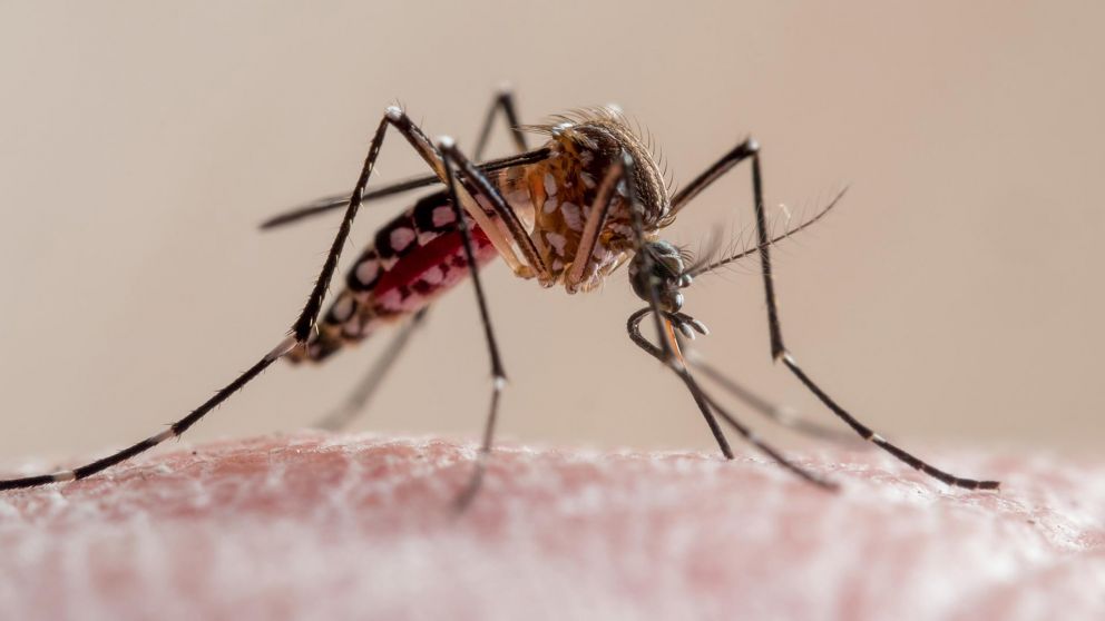 Hay una serie de medidas para evitar la proliferación de los mosquitos (Imagen ilustrativa).