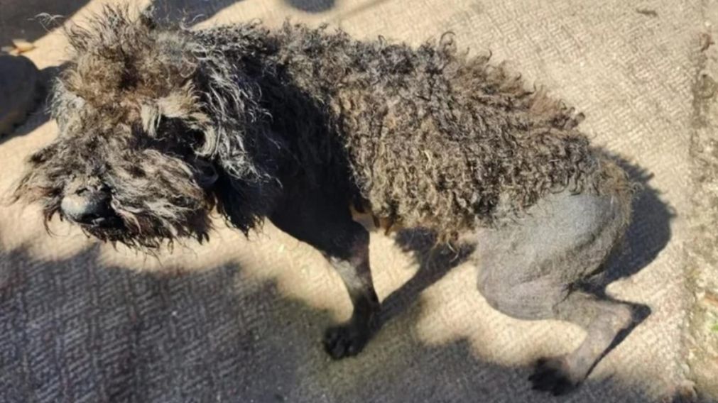 As� rescataron a perrito caniche maltratado: no com�a ni tomaba agua.