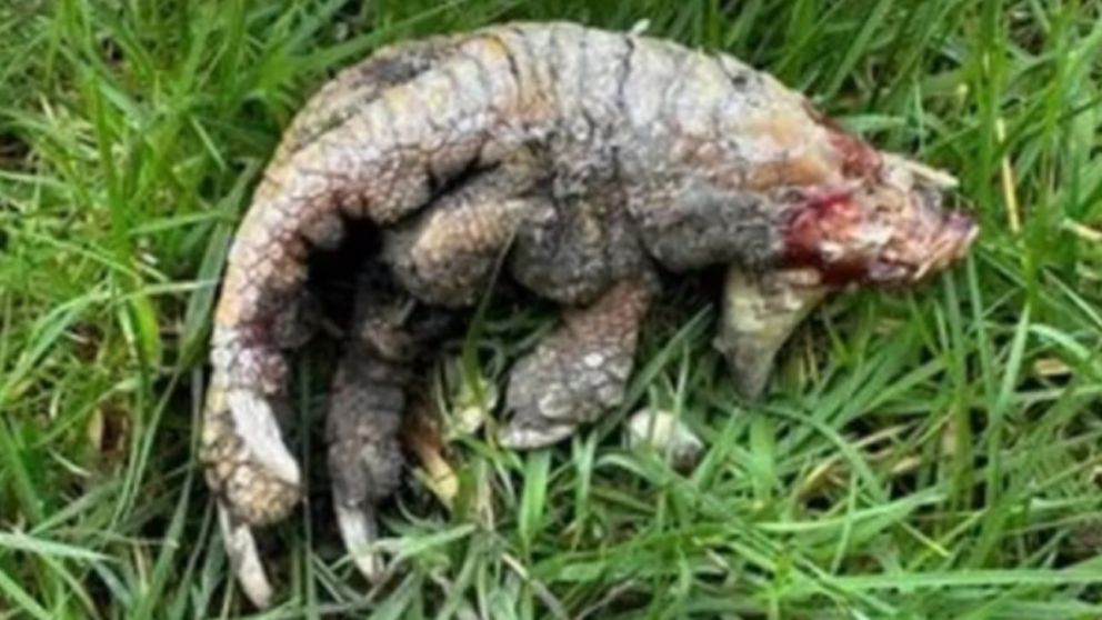 El hallazgo tuvo lugar en Reino Unido (Twitter).