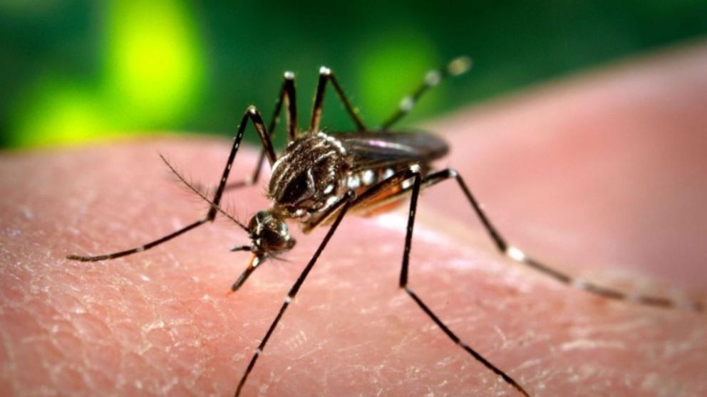 Según los expertos, no es necesario aislarse ante la picadura de un mosquito infectado.