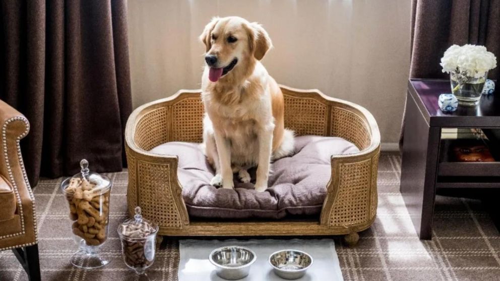 Preguntó si el lugar era "pet friendly" y recibió desopilante respuesta: "Sí, pero...".