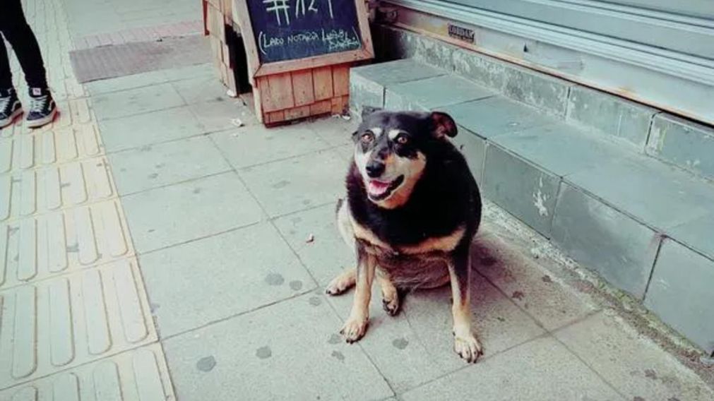 "Perra forr...": cenaba afuera, le dio comida a una "callejerita" y pasó algo que la dejó estupefacta.