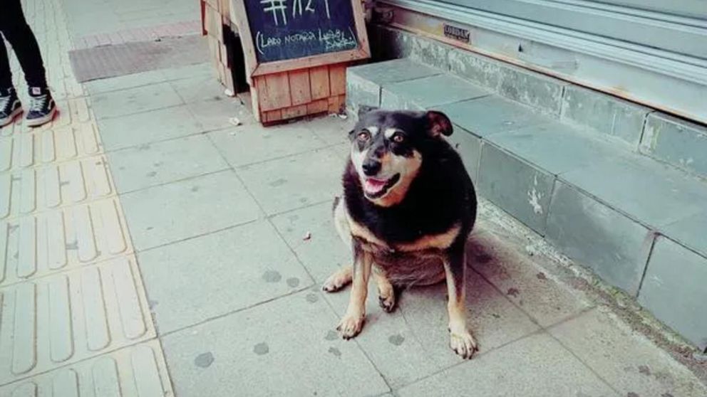 "Perra forr...": cenaba afuera, le dio comida a una "callejerita" y pas� algo que la dej� estupefacta.