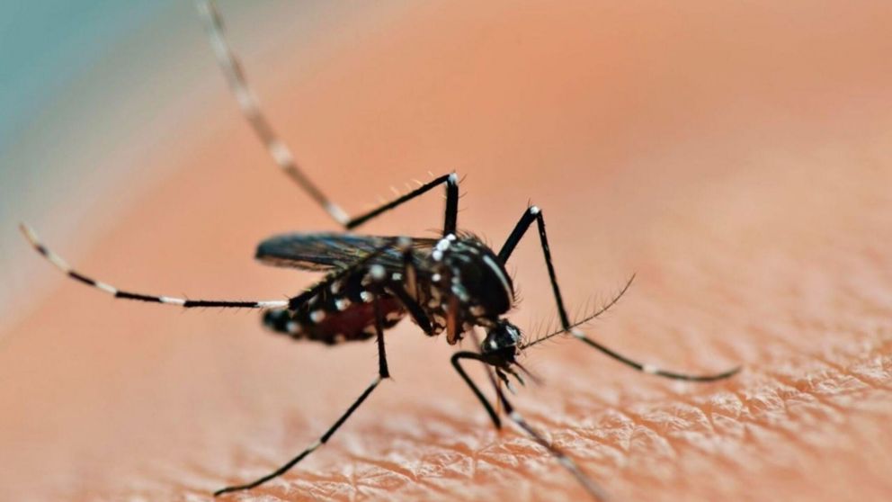 El dengue es una enfermedad viral transmitida por el mosquito Aedes aegypti (T�lam/Archivo).