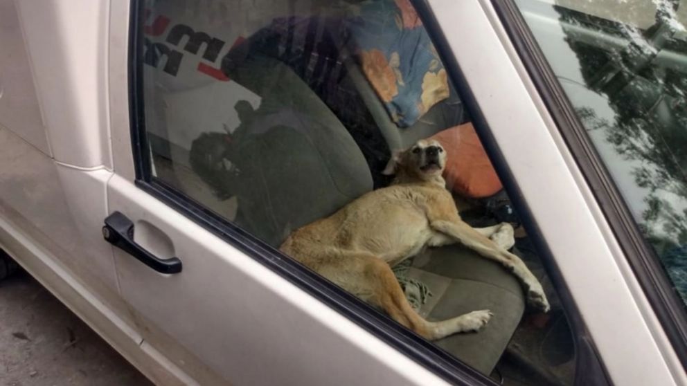 Así encontraron los policías al perro que su dueño había dejado encerrado.