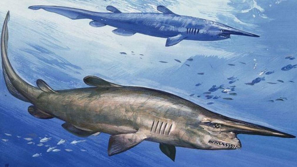 Al principio se sospechó que era un tiburón duende, pero después se supo de qué se trataba (Imagen ilustrativa).