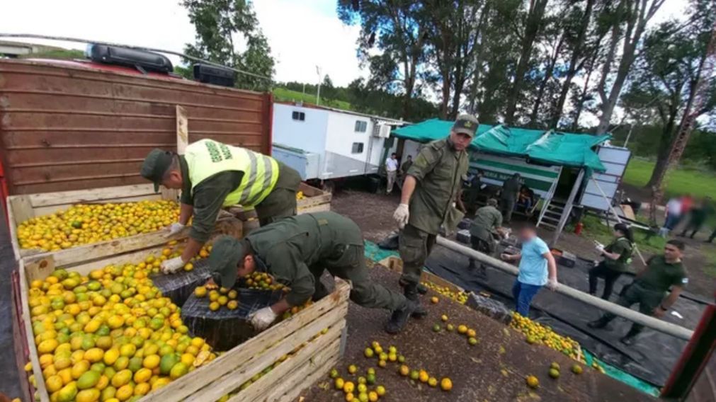 Llevaba mandarinas y escondía casi 2 toneladas de "faso": narco camionero fue detenido.