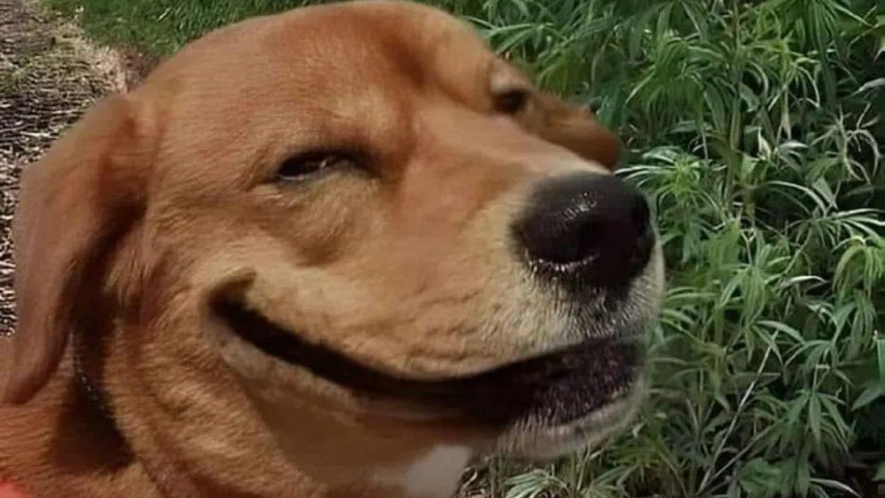 Encontró a su perro flotando, empezó llorar y... ¿ocurrió un milagro?.