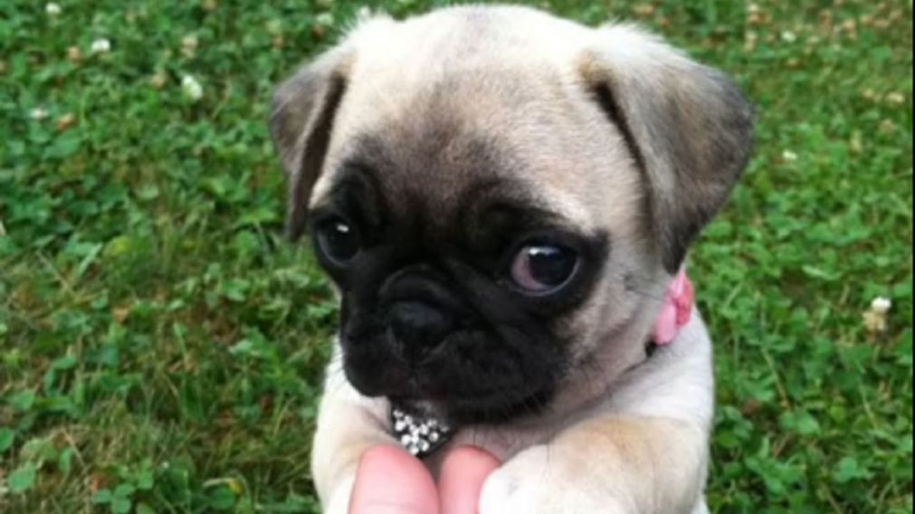Compr� un perro "Pug" pero con el tiempo vio que algo no estaba bien.