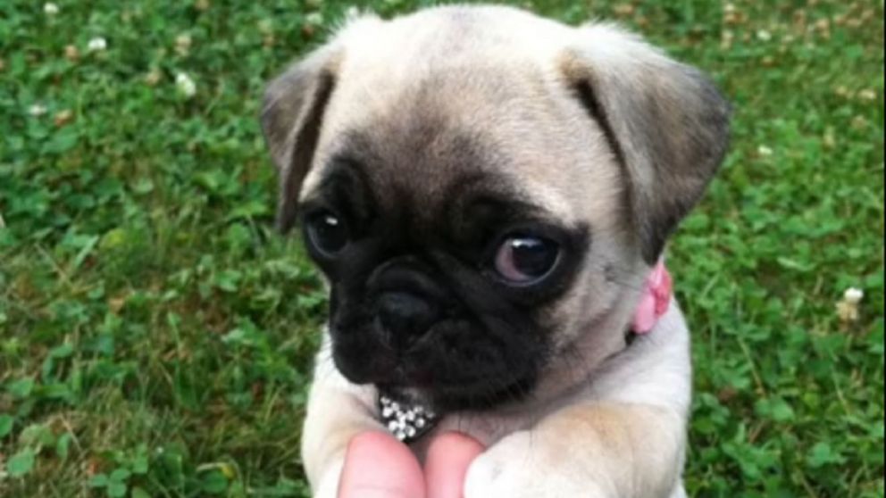 Compró un perro "Pug" pero con el tiempo vio que algo no estaba bien.