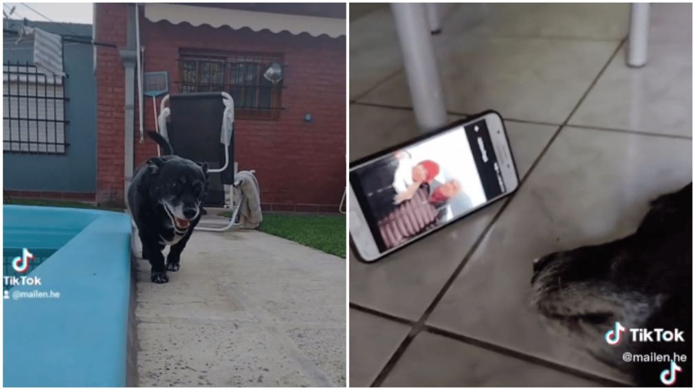 Perro quedó solo por las vacaciones de sus dueños y es viral (TikTok/@mailen.he).