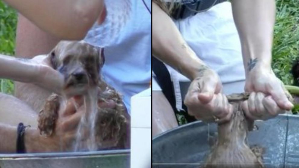 En las redes pidieron que "alguien rescate" a Caramelo.