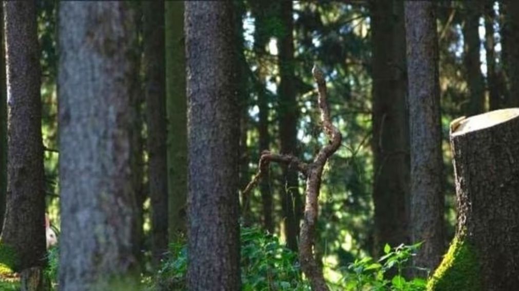 En este reto viral deberá hallar en menos de 5 segundos al conejo que está escondido en la foto.