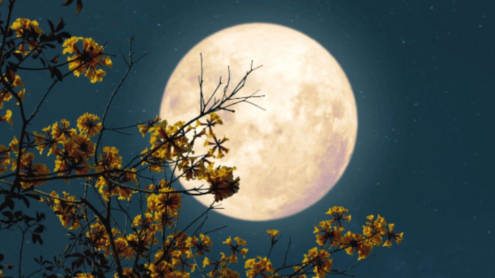 Luna llena en Virgo: trae una energía que invita a reflexionar sobre los malos hábitos para cambiarlos y así mejorar tu vida.