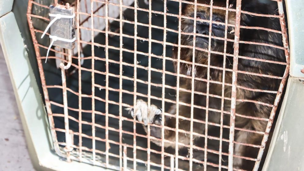 El mono rescatado comenzará un proceso de rehabilitación.