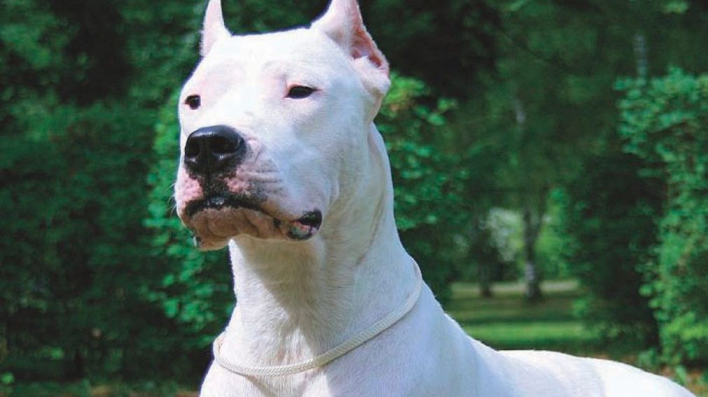 Un perro dogo evitó que robaran a su familia y arrinconó a los ladrones hasta que fueron detenidos (Imagen ilustrativa).