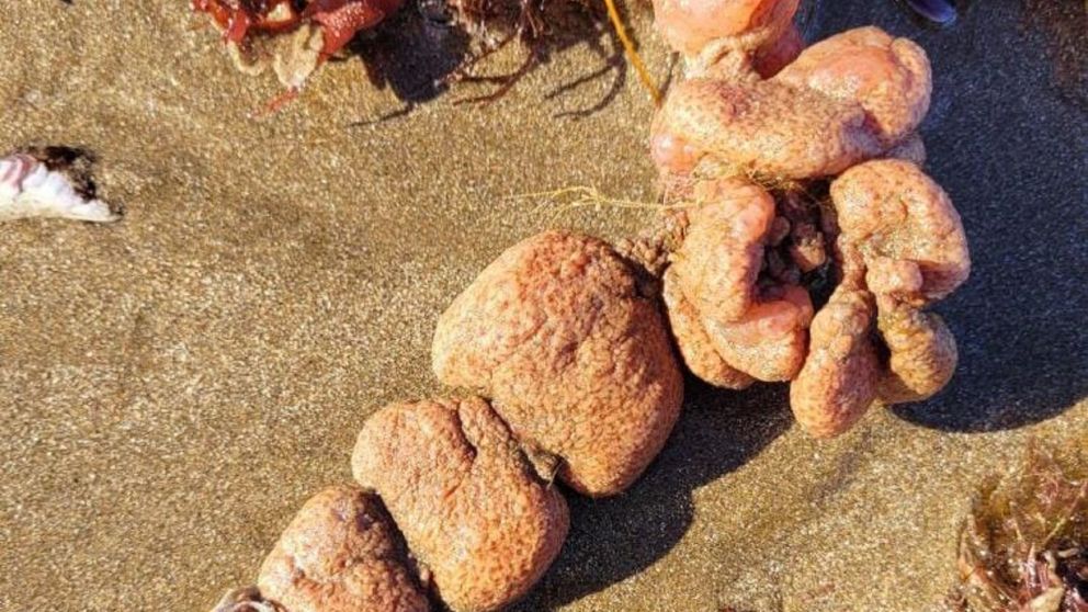 ¿Qué son las "Papas de mar" encontradas en la costa marplatense?