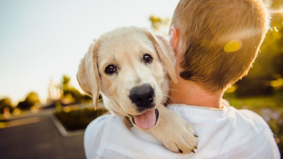Estos tips no fallan a la hora de adoptar