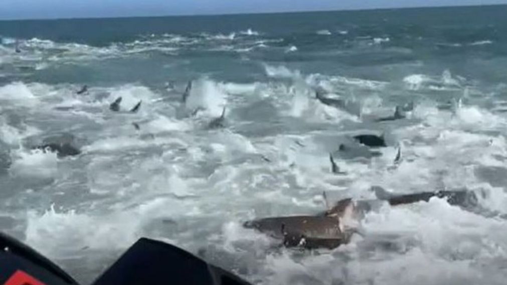 El impactante momento en el que unos pescadores quedaron atrapados en medio de tiburones hambrientos (Imagen captura vídeo).