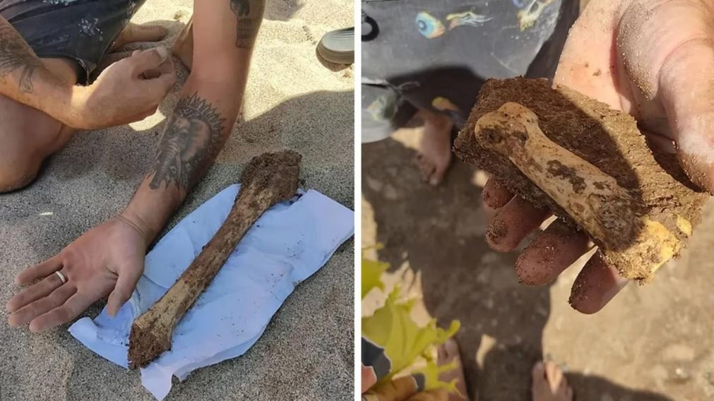 Encontraron nuevos restos paleontol�gicos en la costa argentina.