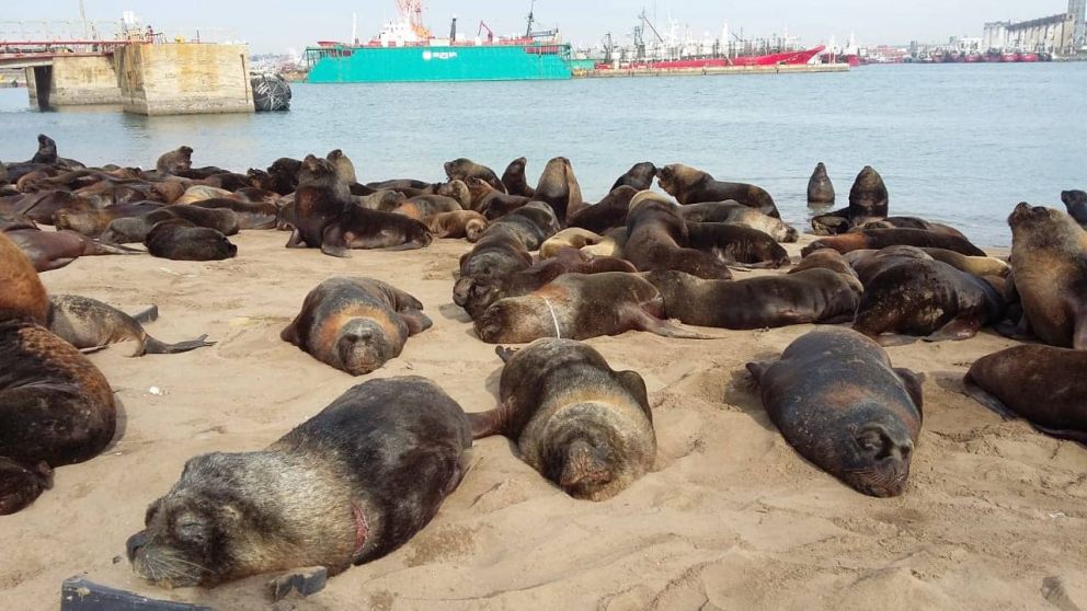 Piden que la gente no tome contacto con los animales que frecuentan el Puerto de Mar del Plata y sus inmediaciones.