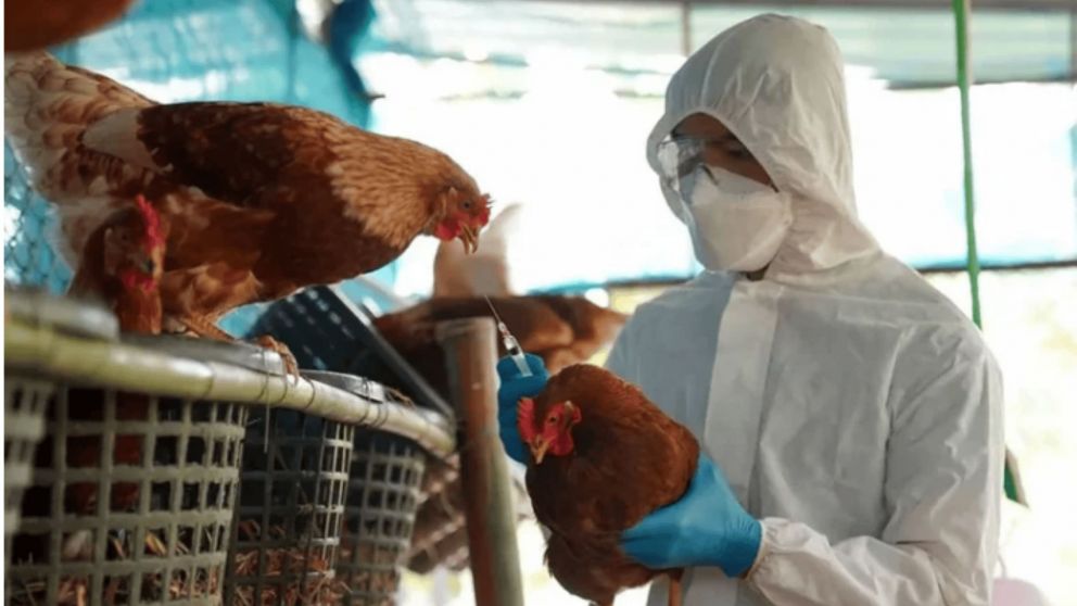 Gripe aviar: la forma de contagio más frecuente de este tipo de gripe es mediante el contacto con aves infectadas.