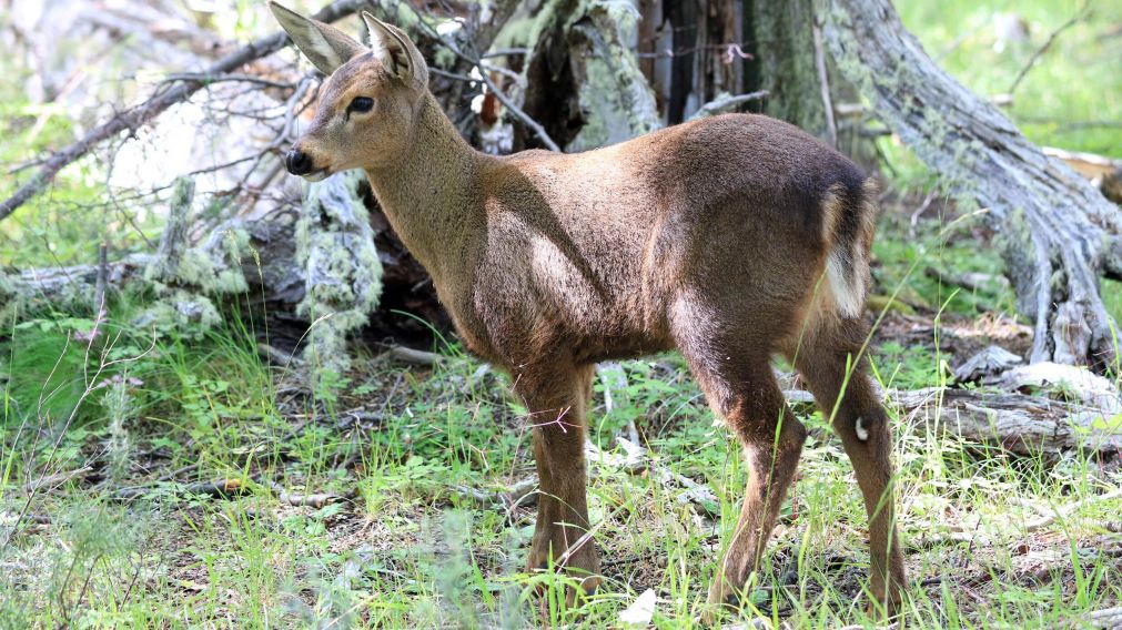 Después de 70 años, nació en Chubut un huemul en cautiverio (Télam).