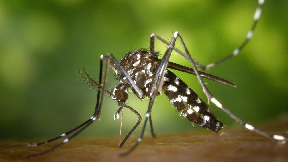 El mosquito transmisor del dengue es el Aedes Aegypti (Imagen ilustrativa).