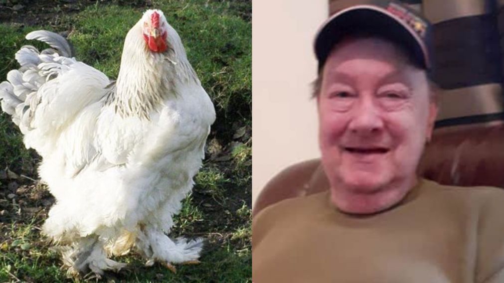 Se trata de una gallina de raza brahma.