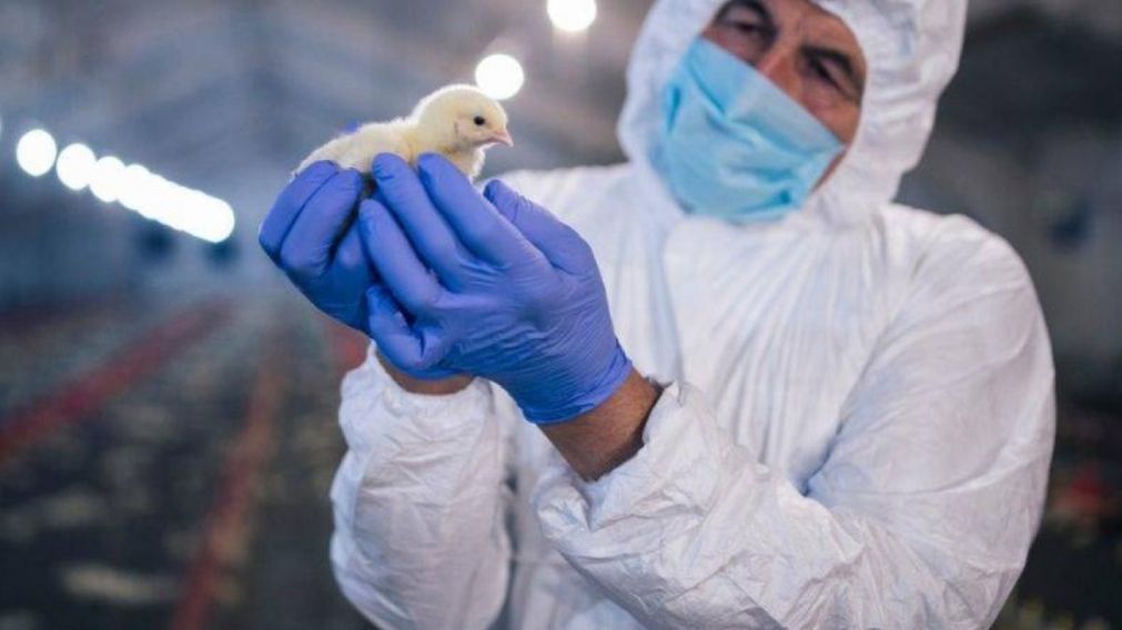 Se implementó la desinsectación de todos los vehículos que ingresen al país.