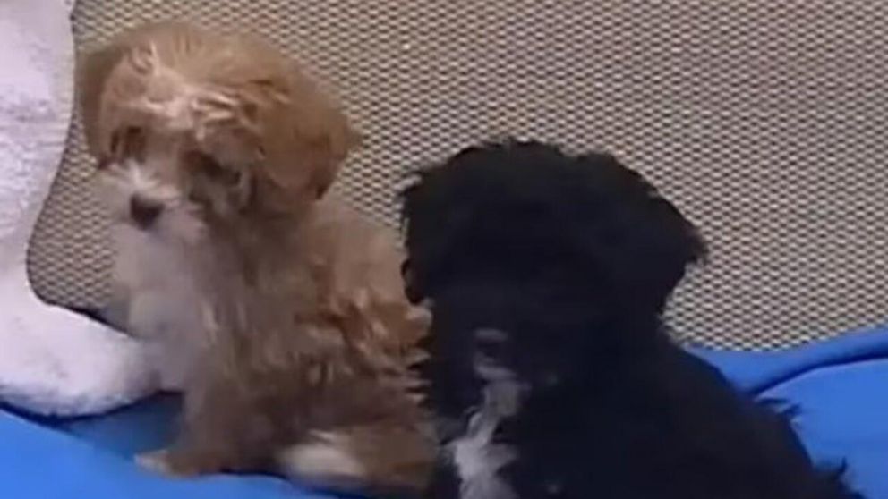 Hubo un descuido y Caramelo termin� en la pileta de Gran Hermano.